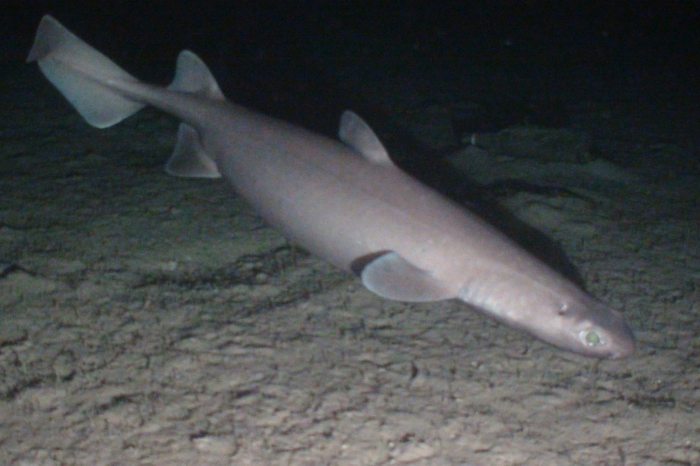Dalatias Licha: El Tiburón Carocho