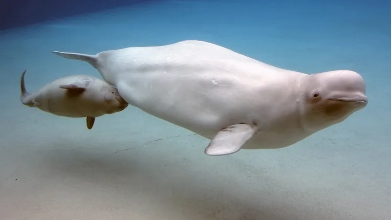 Delphinapterus Leucas: La Ballana Beluga