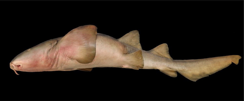 Ginglymostoma Unami: Tiburón Nodriza del Pacífico