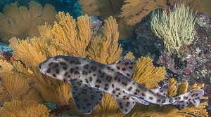 Heterodontus Quoyi: El Suño de Galápagos