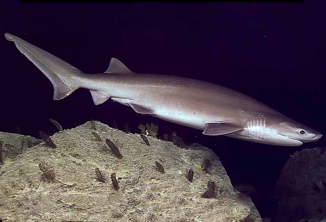 Hexanchus Griseus: El Tiburón de Peinetas