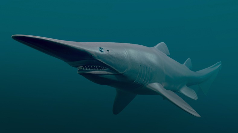 Mitsukurina owstoni: El tiburón duende o tiburón trasgo