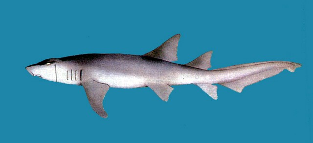 Nebrius Ferrugineus: El Tiburón Nodriza Leonado