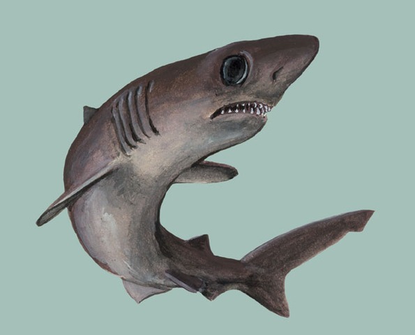 Pseudocarcharias kamoharai: El Misterioso Tiburón Cocodrilo