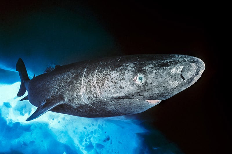 Somniosus Microcephalus: El Tiburón de Groenlandia