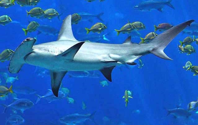 Sphyrna mokarran: El tiburón martillo gigante