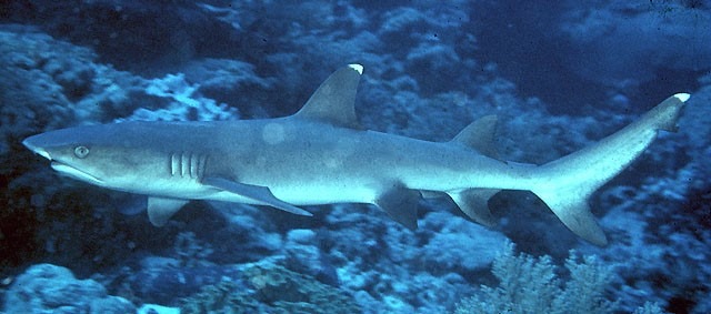 Triaenodon obesus: El tiburón de arrecife de punta blanca