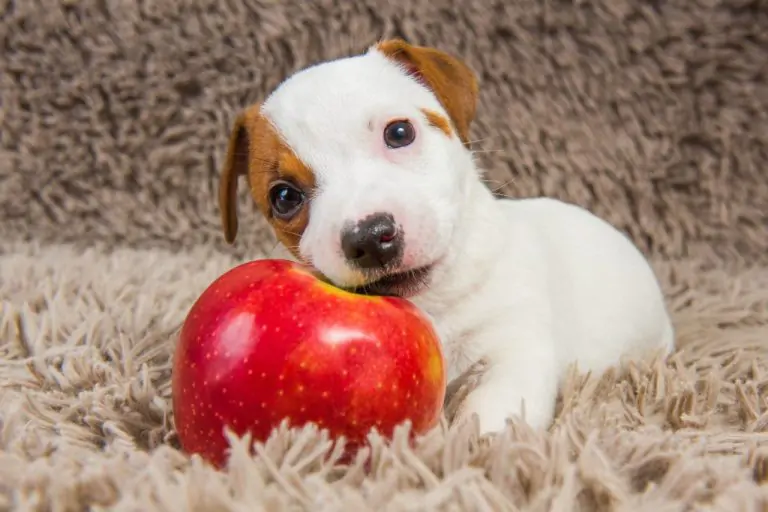 Los perros pueden comer manzana?