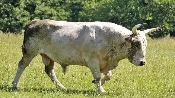 Vaca Chillingham
