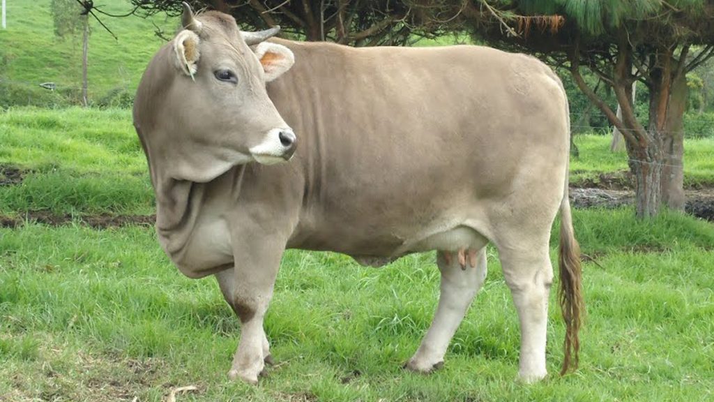 Vaca Pardo Suizo