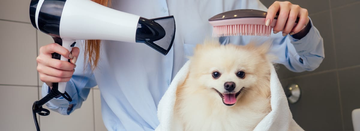 Cómo Cepillar el Pelaje de Tu Perro Correctamente