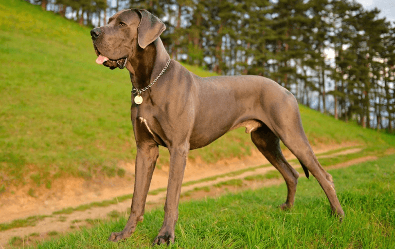 La Variante Atigrada del Gran Danés