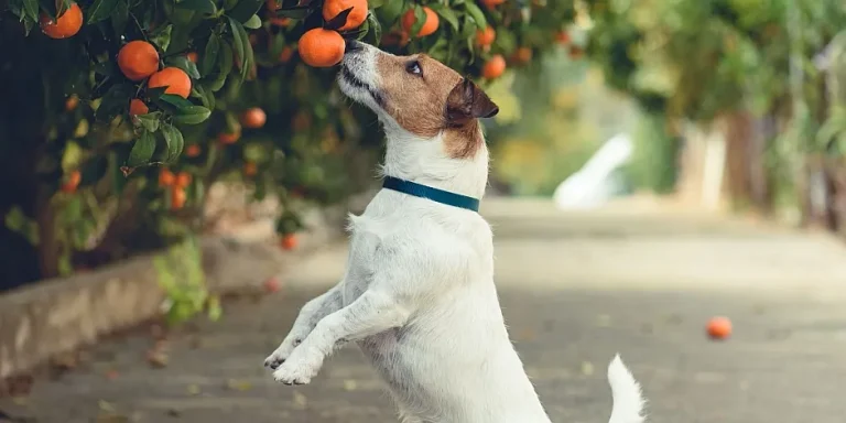 Los perros pueden comer Naranjas