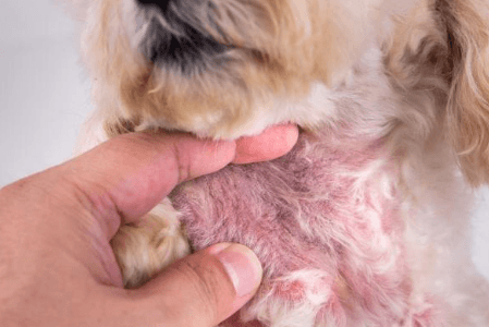 fotos de seborrea en perros