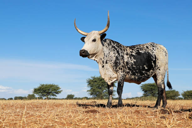 La Vaca Nguni