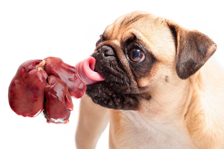 Los Perros Pueden Comer Hígado?