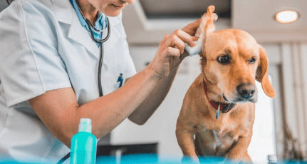 Limpiar los Oídos de Tu Perro