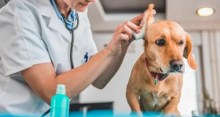 Limpiar los Oídos de Tu Perro
