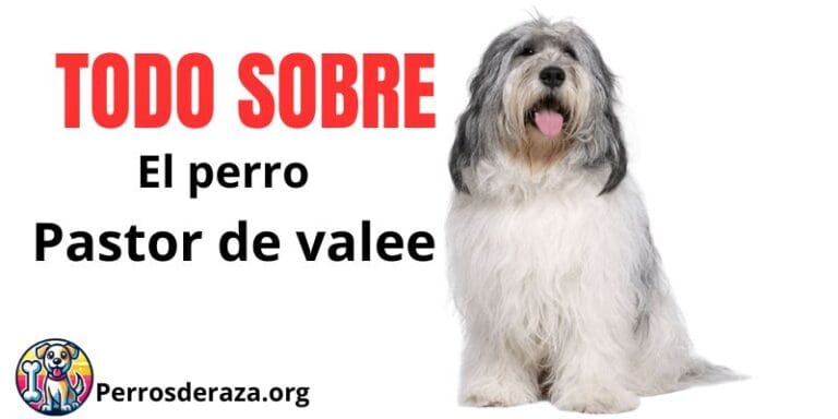 pastor de valee o pastor polaco de las llanuras