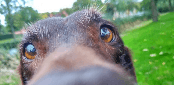 ¿Y si los perros pudieran hablar?