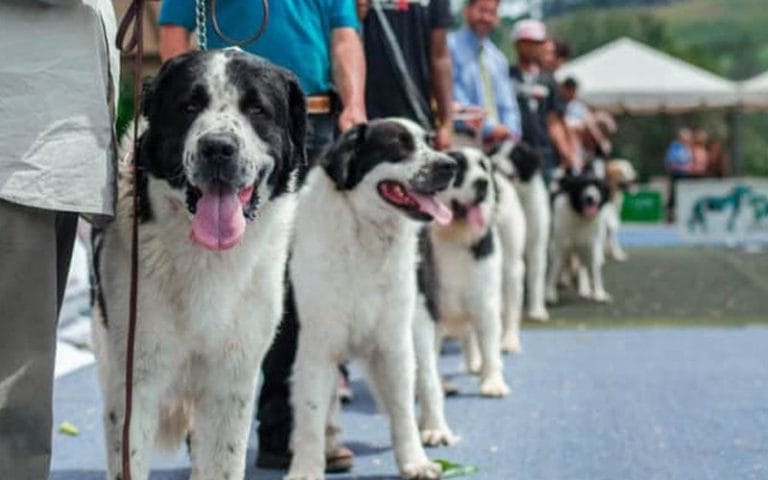 Perro Mucuchíes: Características, Historia y Más