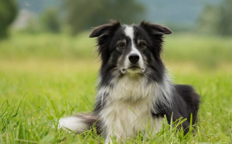 Razas de Perros Medianos