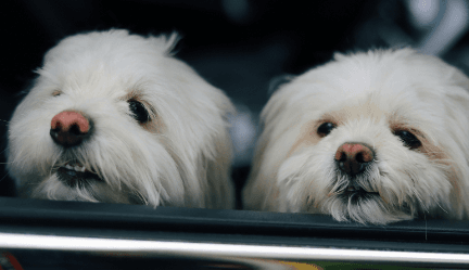 Cómo Cepillar el Pelaje de Tu Perro Correctamente