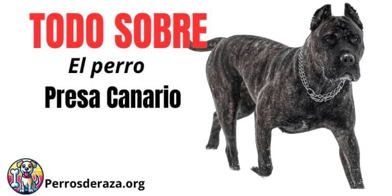 Perro presa canario