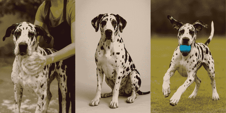 raza de perro gran danes arlequin