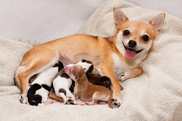 una perra puede amamantar a otros cachorros
